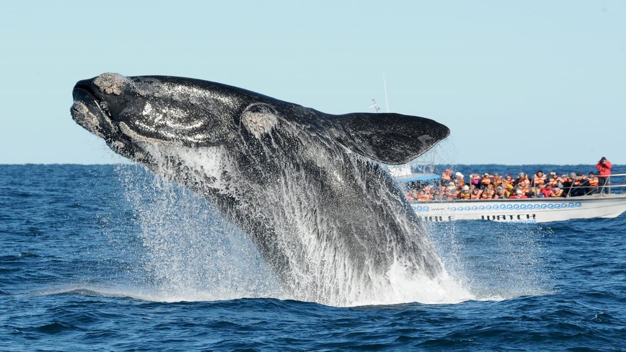 Observation De Baleines Dans La Péninsule De Valdés foto 2