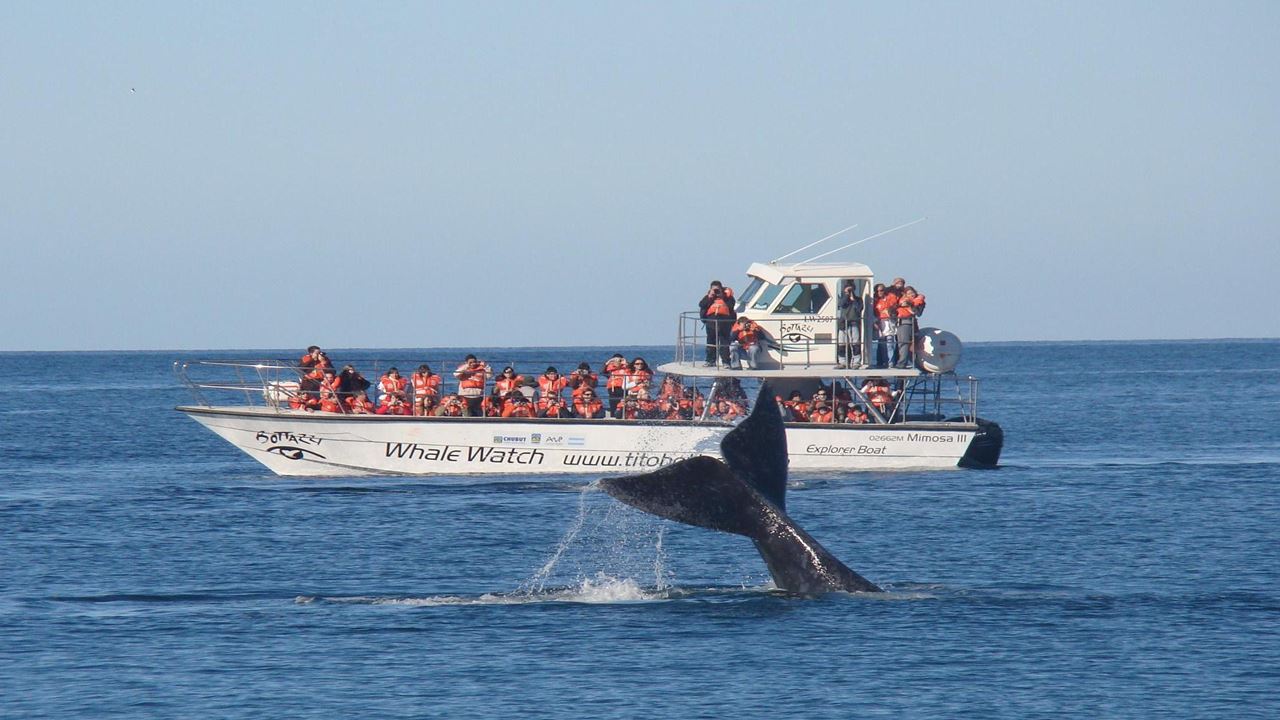 Observation De Baleines Dans La Péninsule De Valdés foto 3