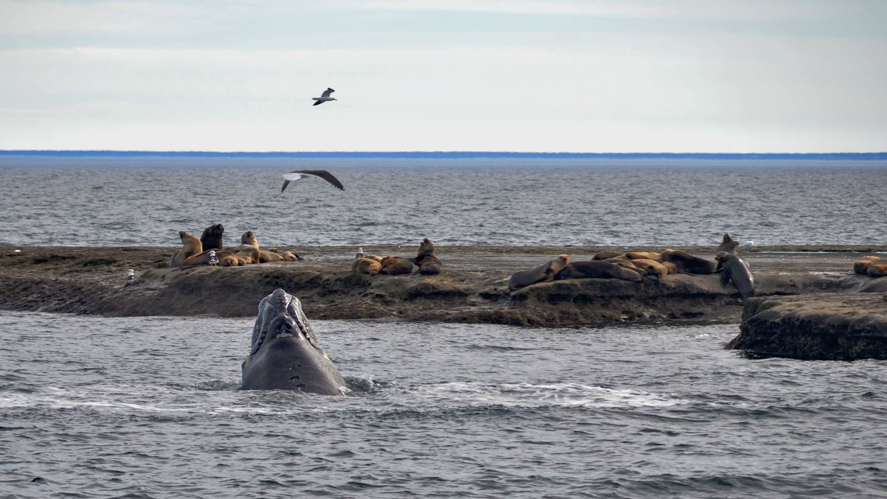 Observation De Baleines Dans La Péninsule De Valdés foto 5