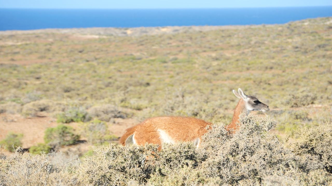 Punta Tombo Mit Beobachtung Von Pinguinen Und Doninas foto 2