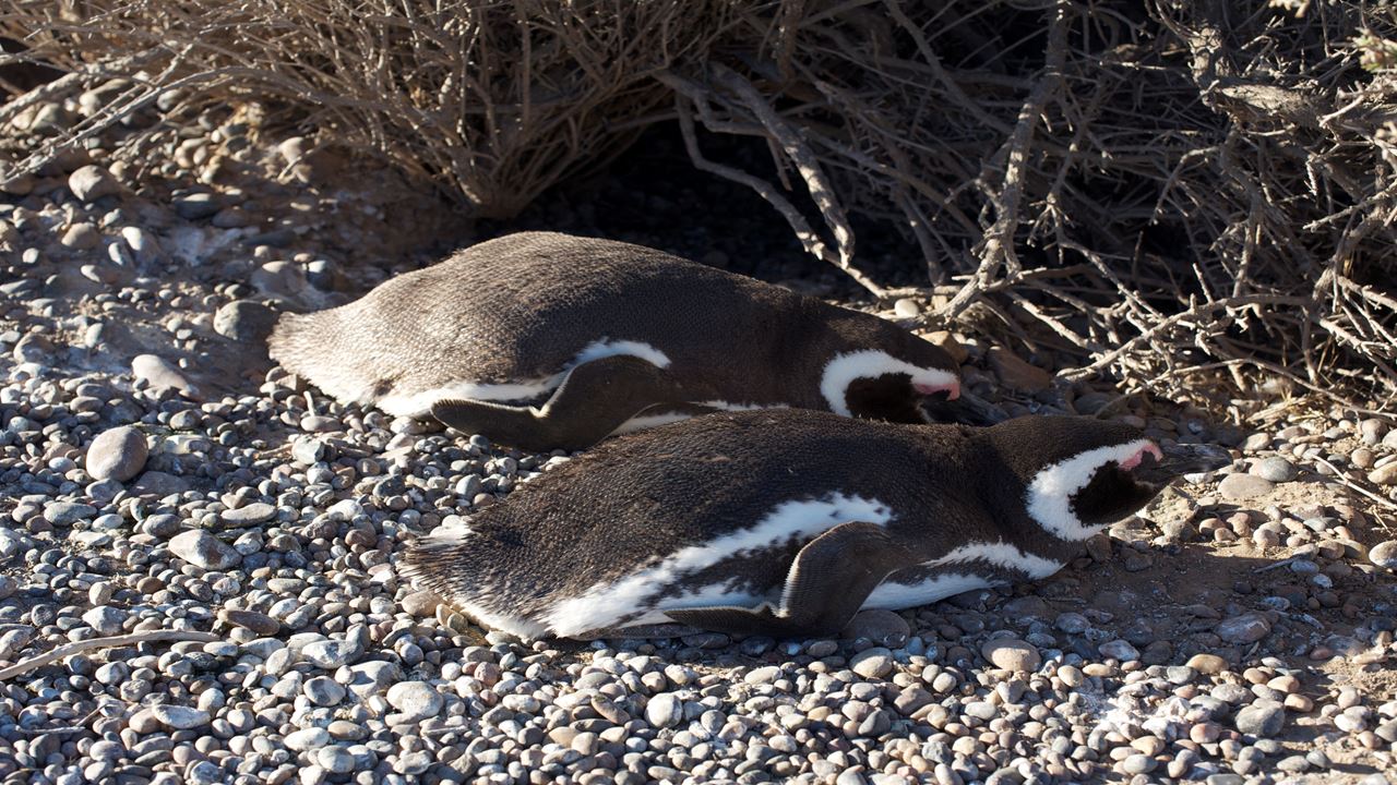 Punta Tombo Mit Beobachtung Von Pinguinen Und Doninas foto 3