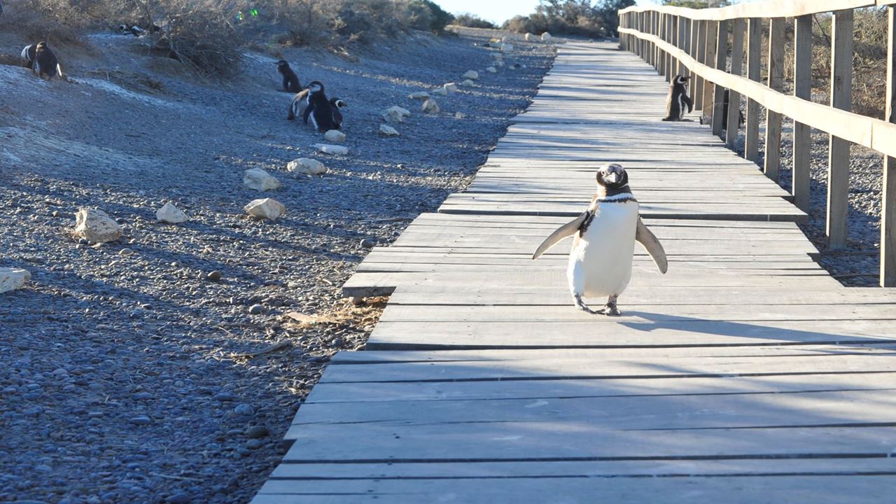 Punta Tombo Mit Beobachtung Von Pinguinen Und Doninas foto 8
