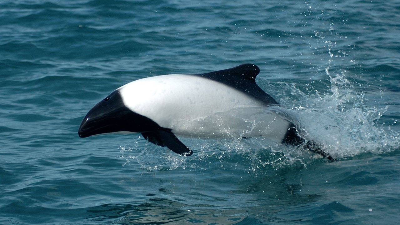 Punta Tombo Mit Beobachtung Von Pinguinen Und Doninas foto 6