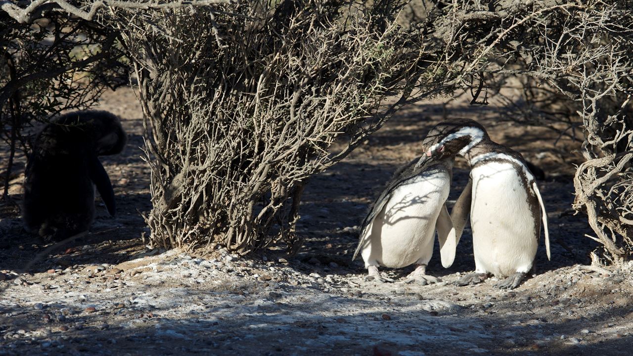 Punta Tombo Mit Beobachtung Von Pinguinen Und Doninas foto 4