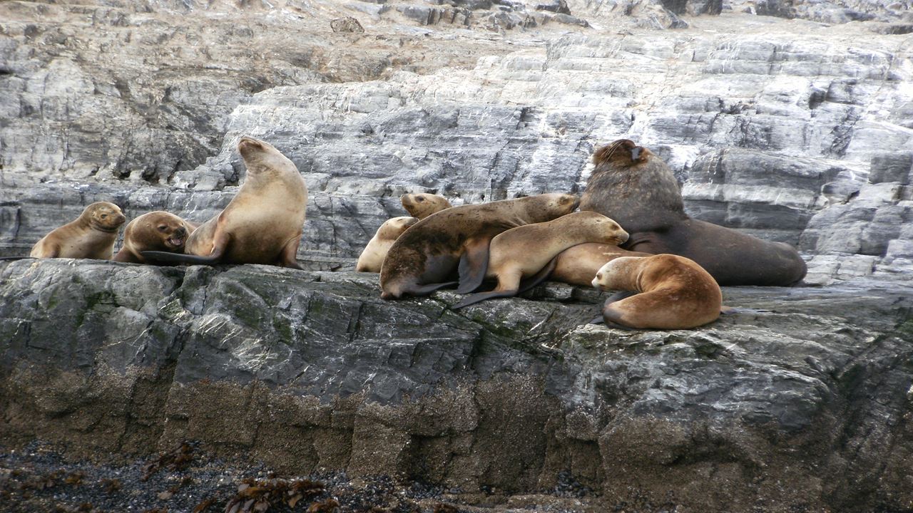 Yachting Auf Dem Beagle-kanal foto 2