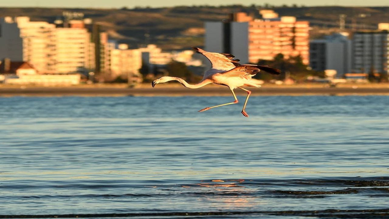 City Tour Porto Madryn E Punta Loma foto 4