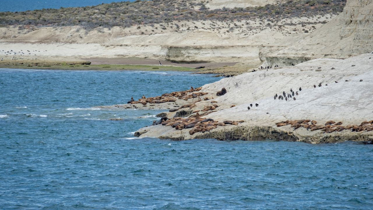 City Tour Porto Madryn E Punta Loma foto 5
