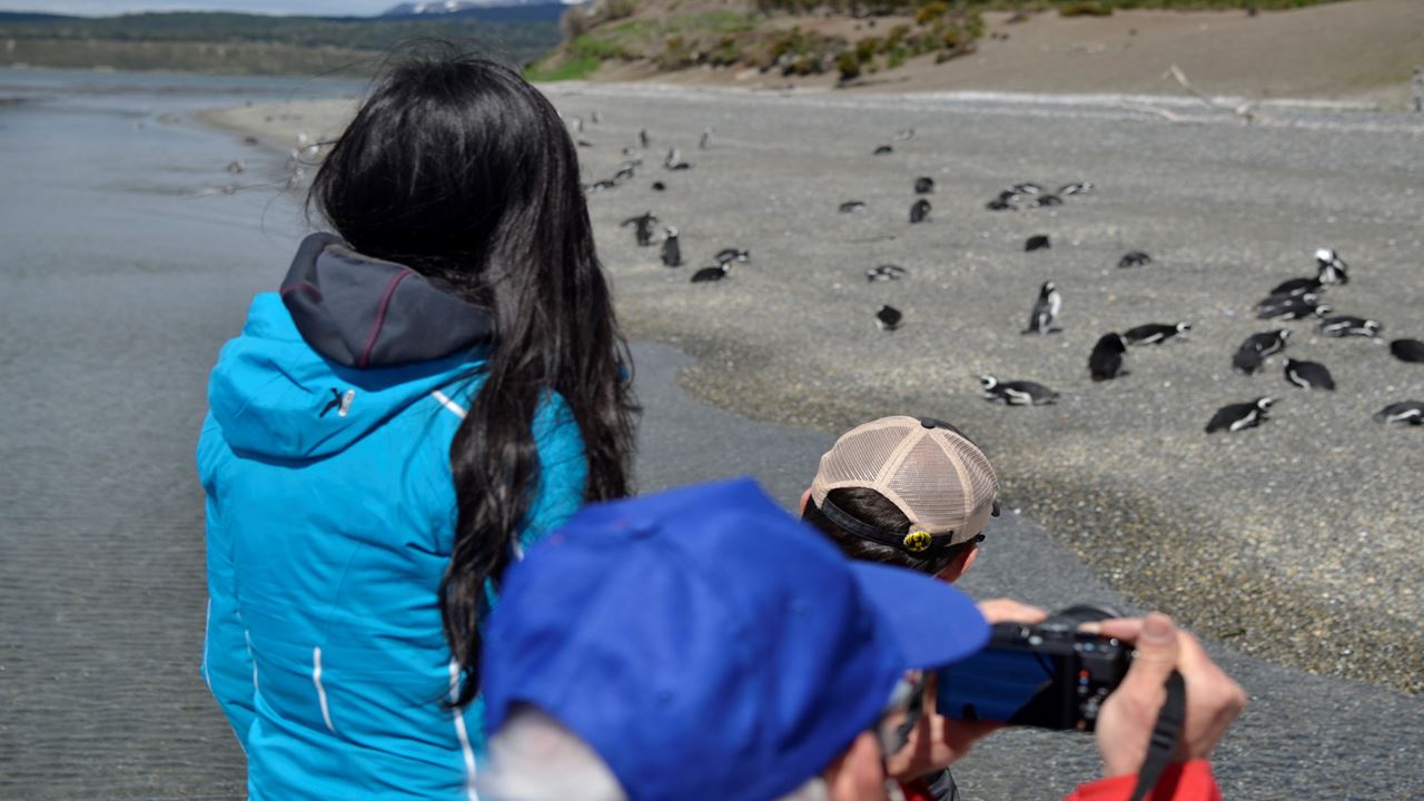 Gable Island And Penguin Watching foto 7