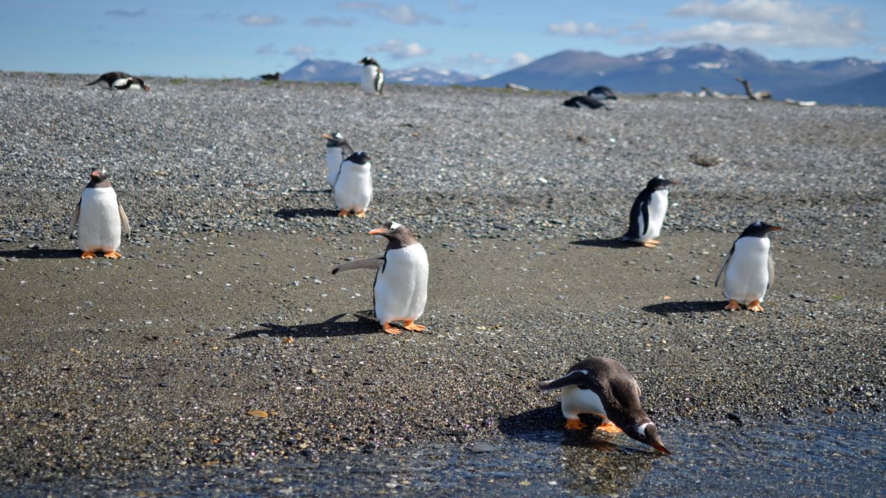 Gable Island And Penguin Watching foto 8