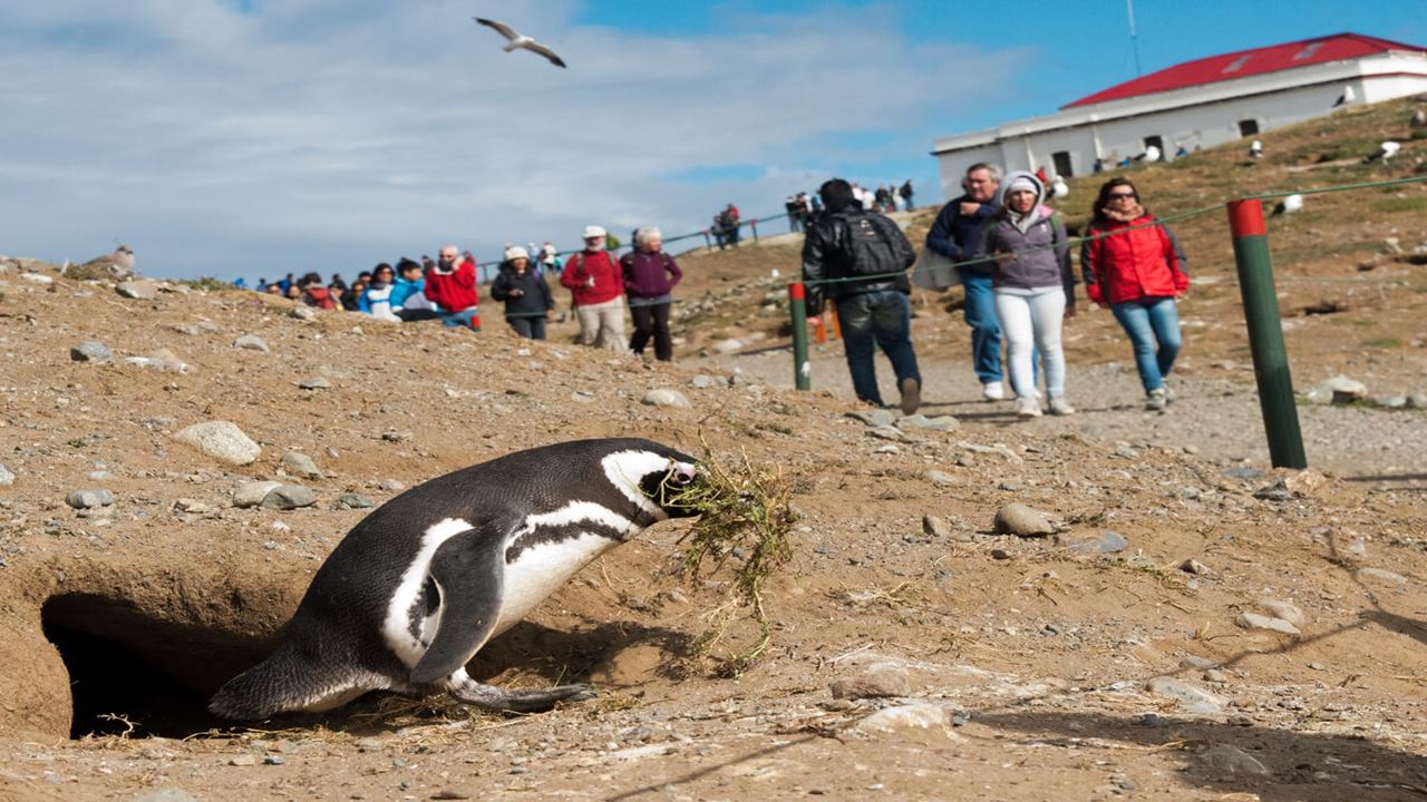 Navegacion Pingüinera Isla Magdalena foto 4