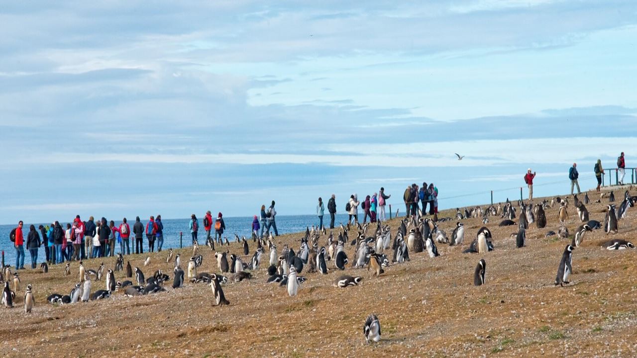 Navegacion Pingüinera Isla Magdalena foto 5