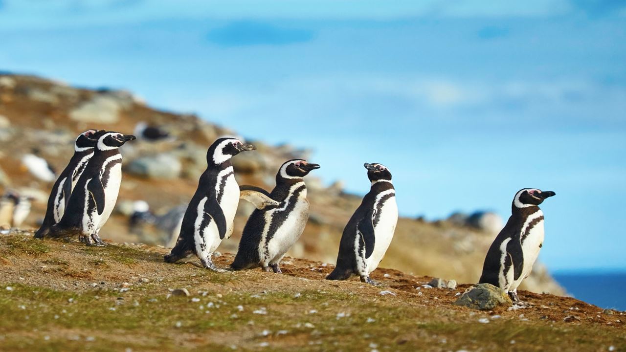 Navegacion Pingüinera Isla Magdalena foto 6