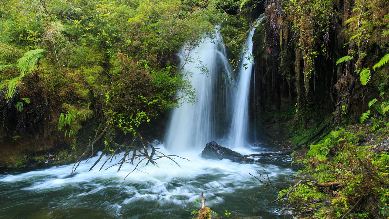 Alerce Ancestral Route Und Chaiquenes-lagune: Wanderung Zum Alerce Andino Nationalpark foto 9