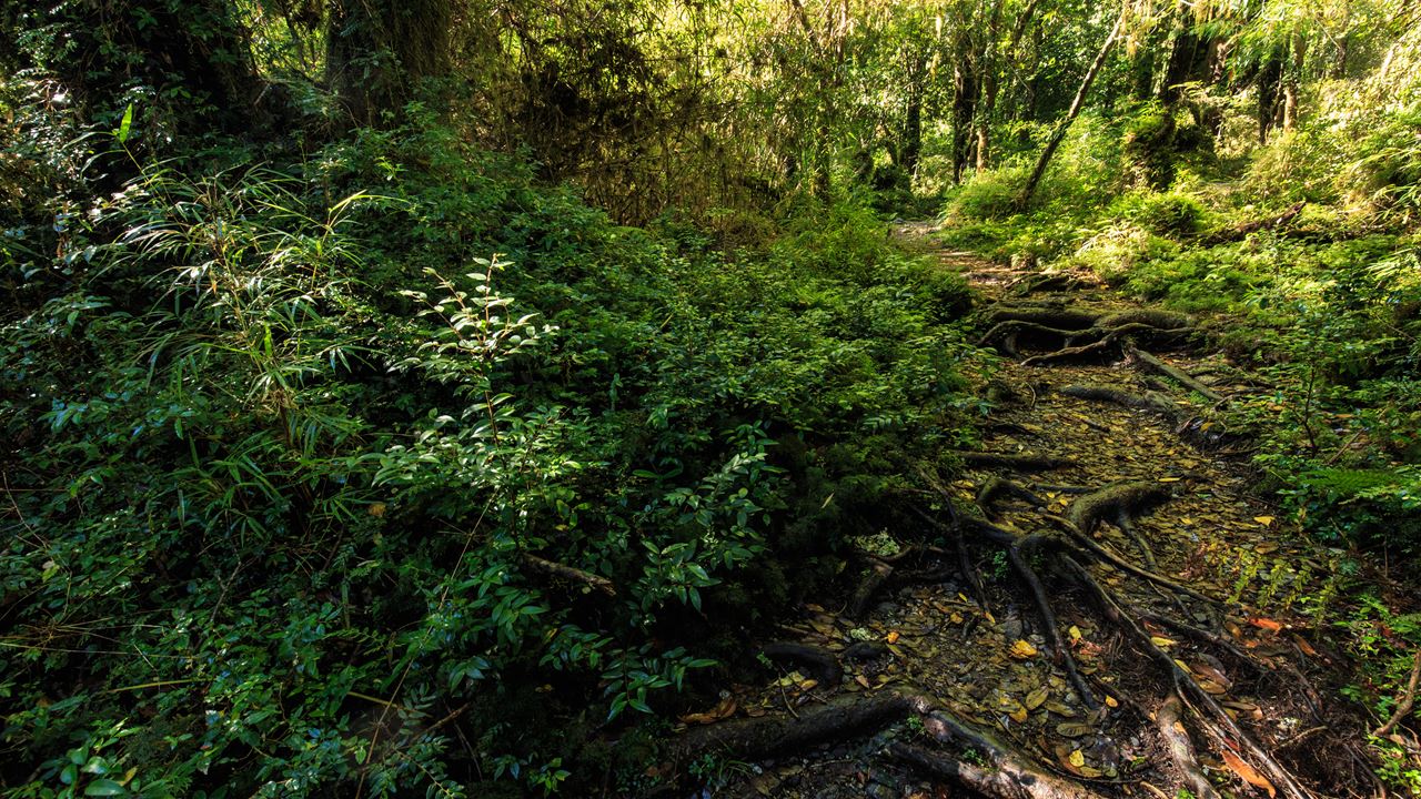 Alerce Ancestral Route Und Chaiquenes-lagune: Wanderung Zum Alerce Andino Nationalpark foto 4