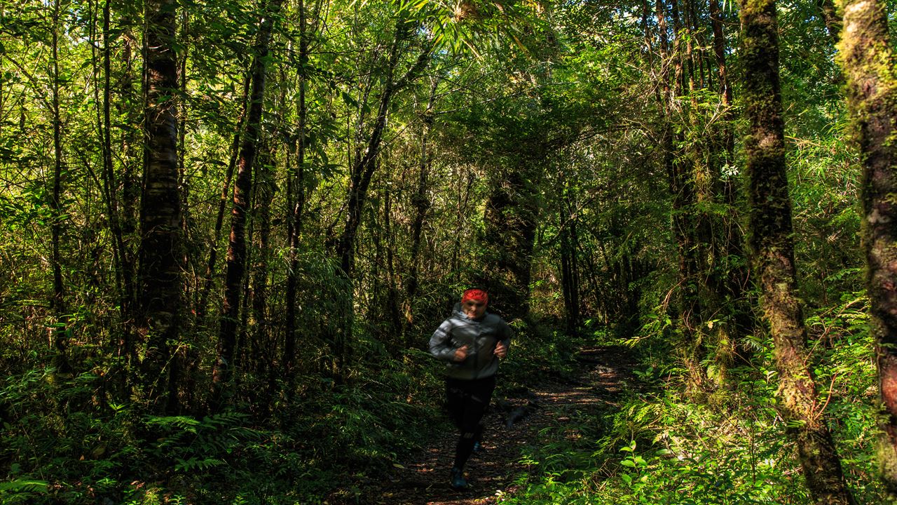Alerce Ancestral Route Und Chaiquenes-lagune: Wanderung Zum Alerce Andino Nationalpark foto 2
