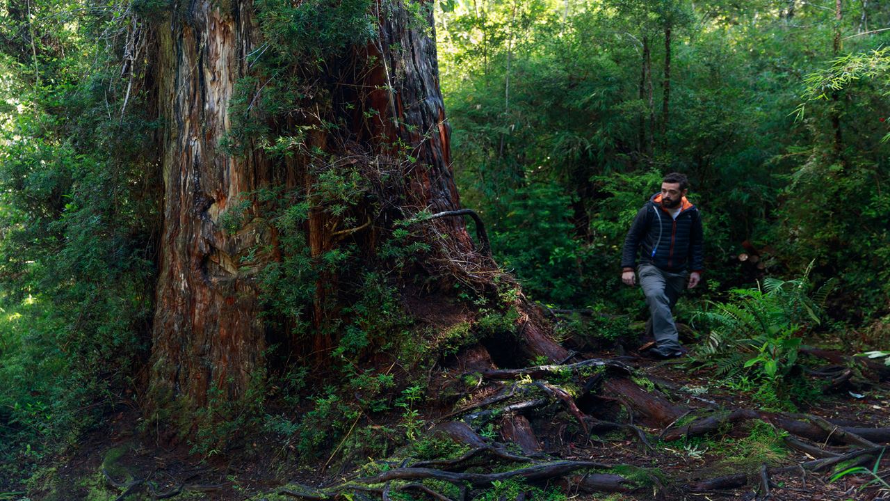 Alerce Ancestral Route Und Chaiquenes-lagune: Wanderung Zum Alerce Andino Nationalpark foto 6