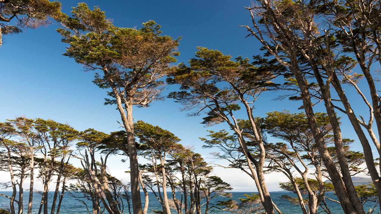 Tour Fuerte Bulnes, Strait Park foto 7