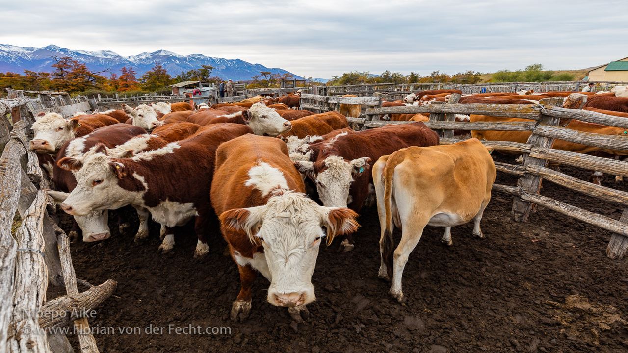 Halbtagesausflug Auf Der Nibepo Aike Ranch foto 6