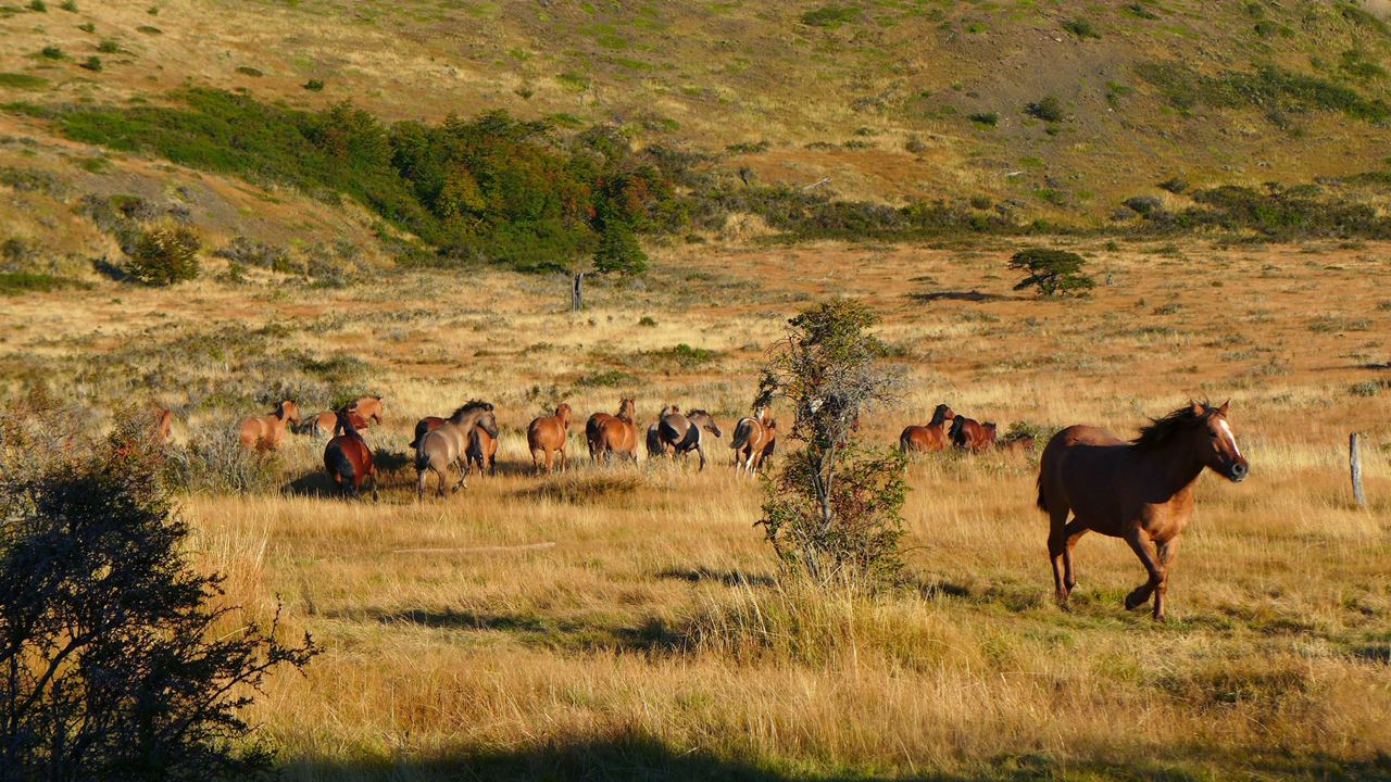 Halbtagesausflug Auf Der Nibepo Aike Ranch foto 2