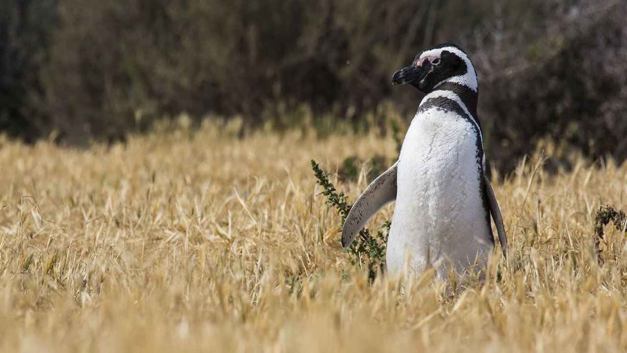 Penguins At Estancia San Lorenzo In Peninsula Valdés foto 9