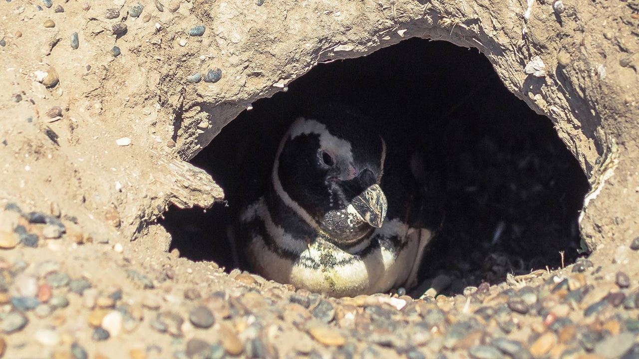 Penguins At Estancia San Lorenzo In Peninsula Valdés foto 4