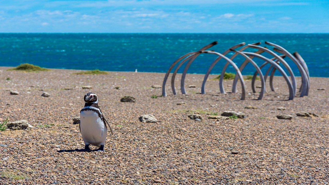 Penguins At Estancia San Lorenzo In Peninsula Valdés foto 7