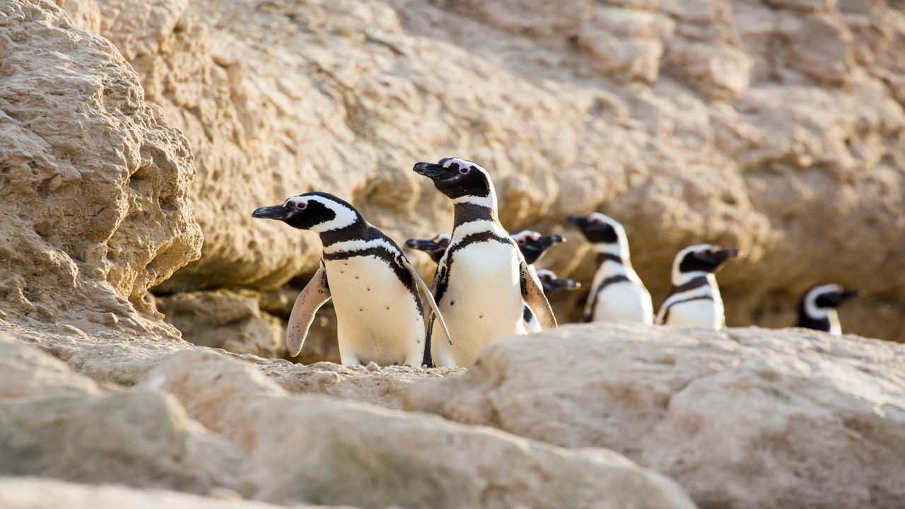 Penguins At Estancia San Lorenzo In Peninsula Valdés foto 2