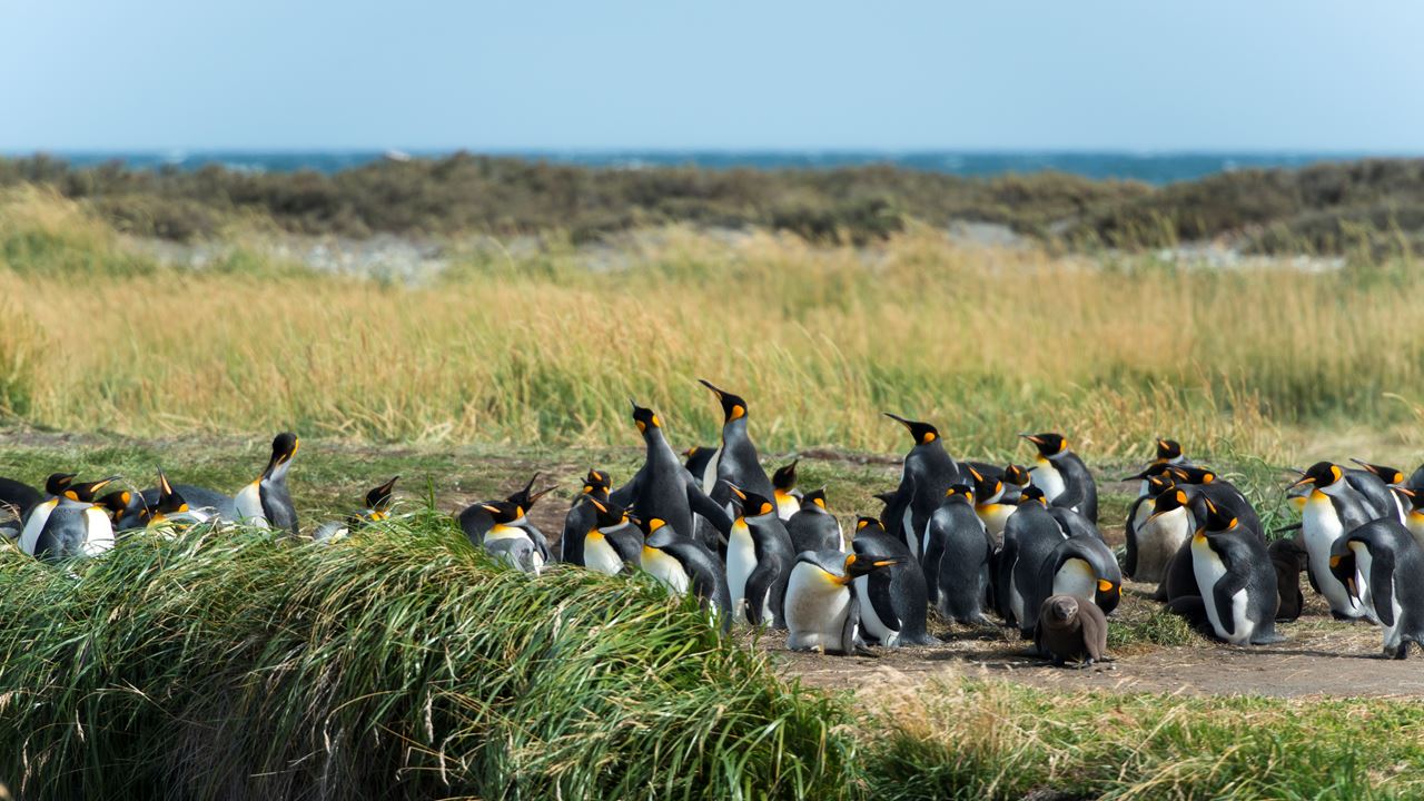 Dia Inteiro No King Penguin Park Em Tierra Del Fuego foto 5