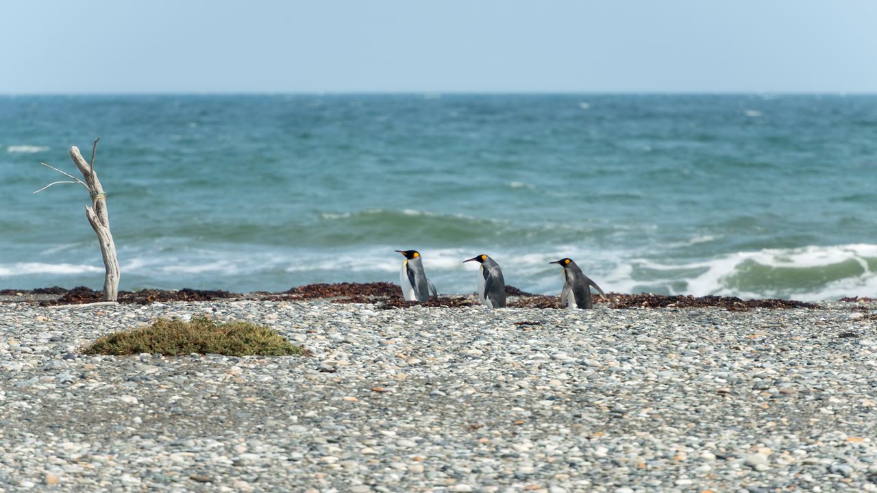 Dia Inteiro No King Penguin Park Em Tierra Del Fuego foto 6