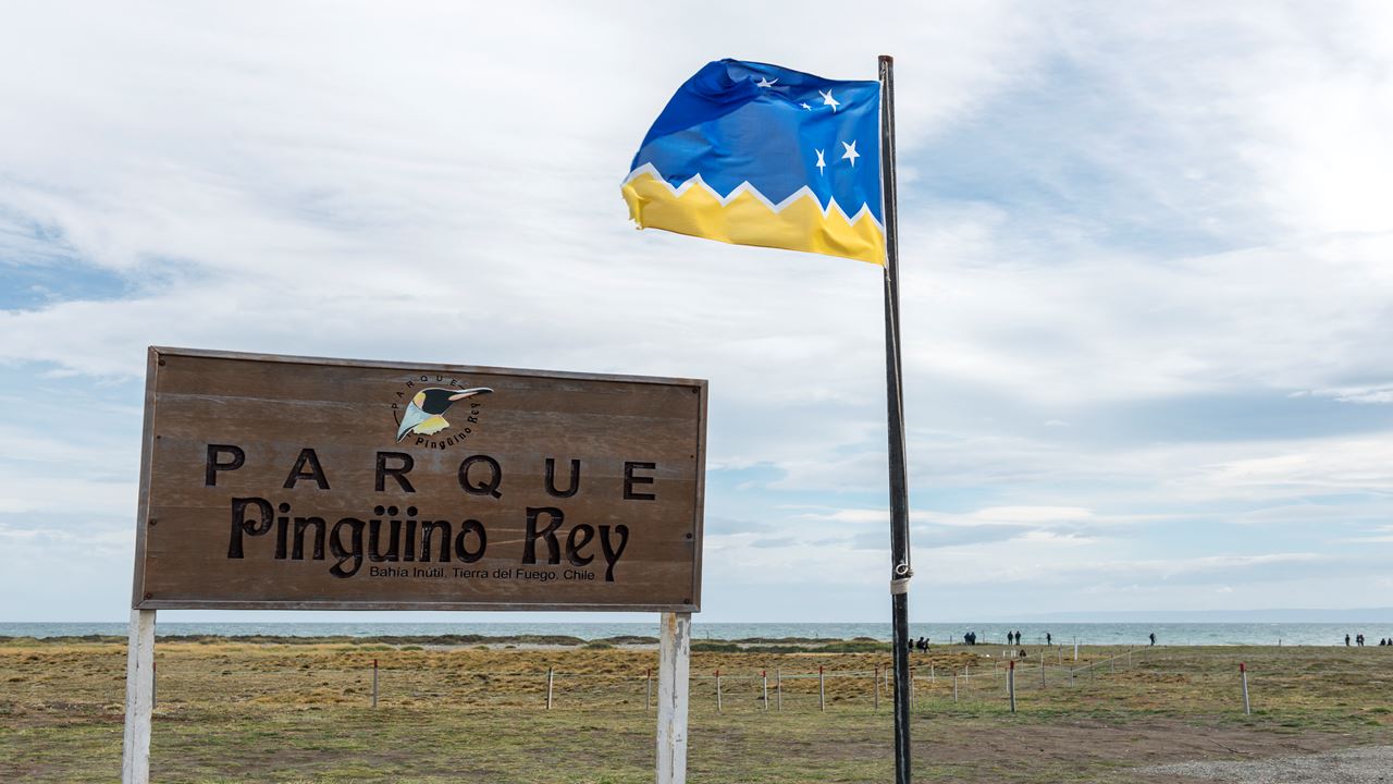 Dia Inteiro No King Penguin Park Em Tierra Del Fuego foto 4