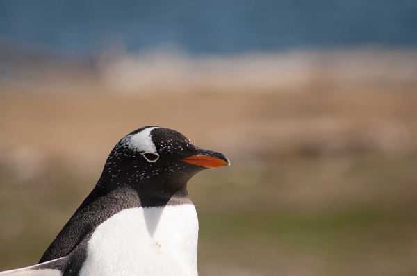 Visite D`observation Des Pingouins Sur L`île Martillo foto 4