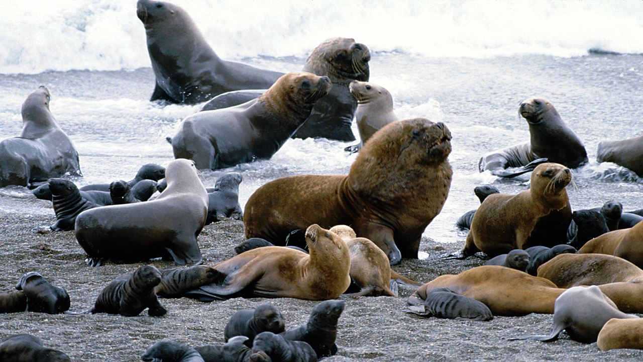 Visite D`observation Des Pingouins Sur L`île Martillo foto 3