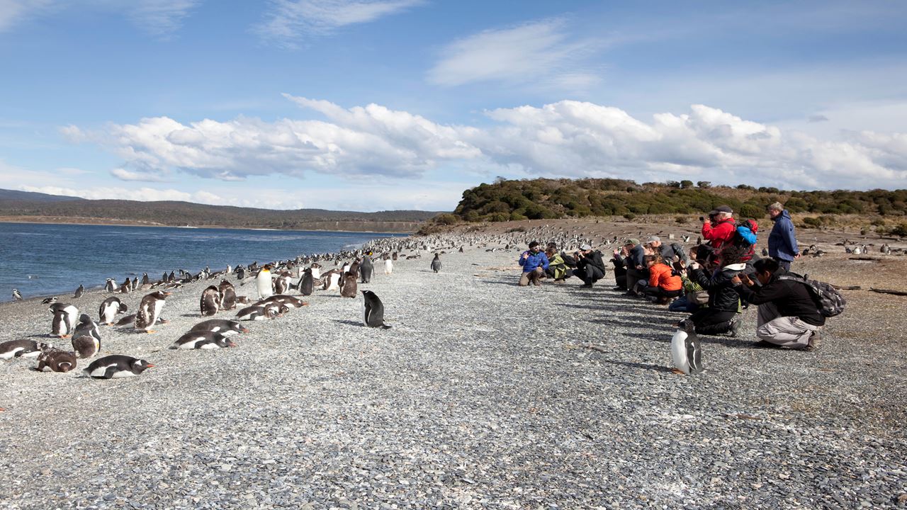 Visite D`observation Des Pingouins Sur L`île Martillo foto 6