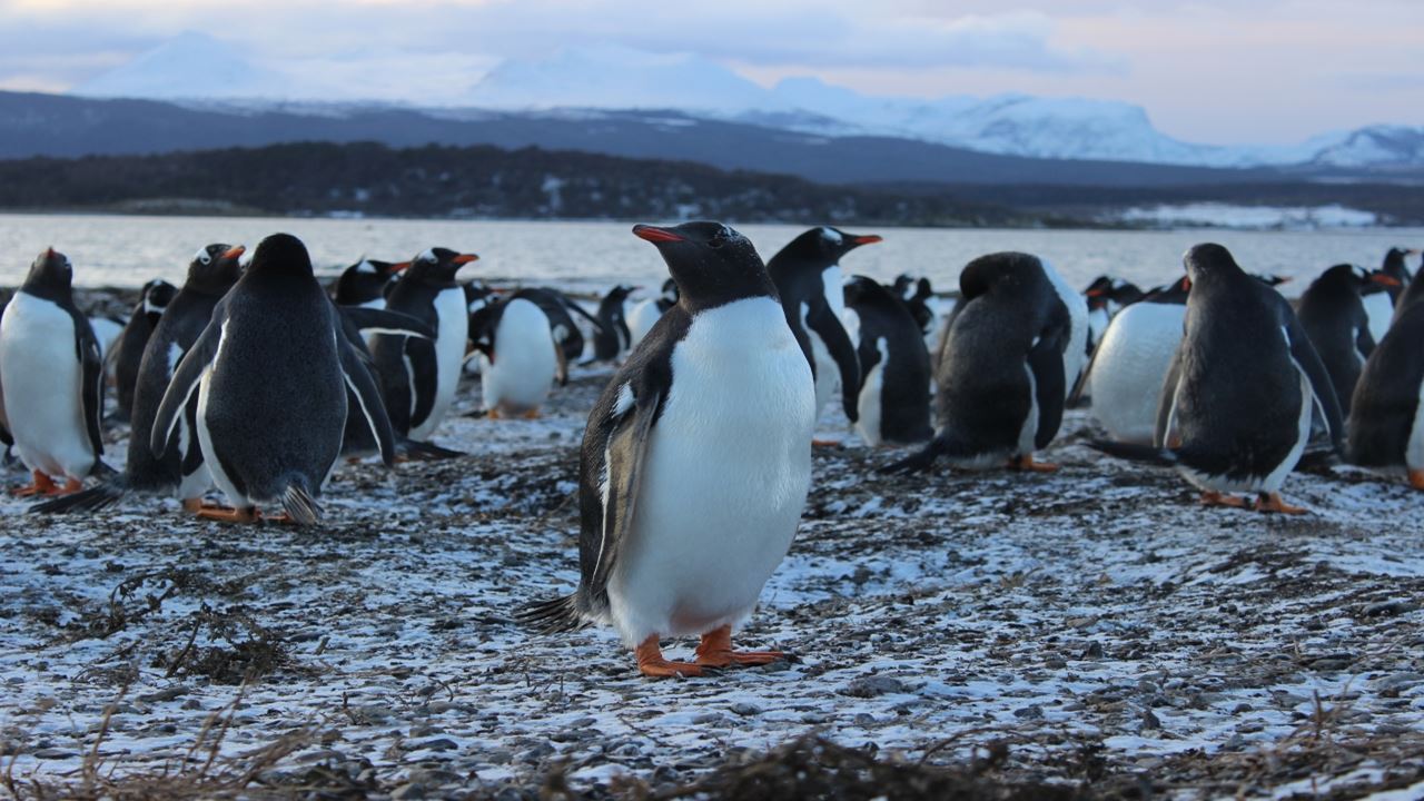 Visite D`observation Des Pingouins Sur L`île Martillo foto 9