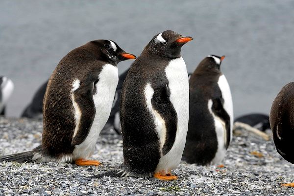 Visite D`observation Des Pingouins Sur L`île Martillo foto 2