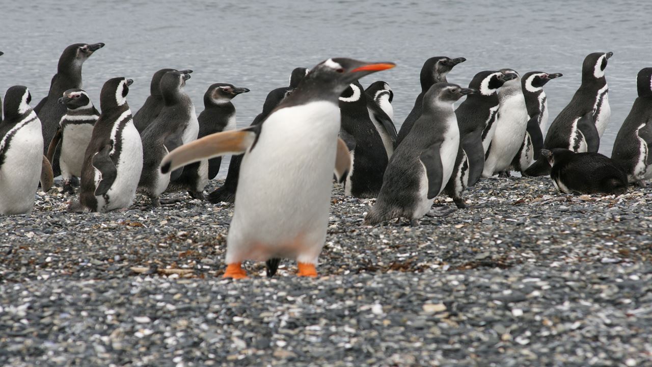 Beagle Channel Navigation And Walk With Penguins On Martillo Island
 foto 2