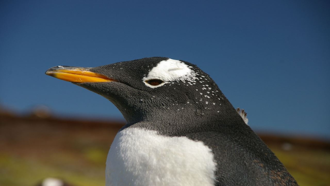 Caminhe Com Pinguins Na Ilha Martillo
 foto 3