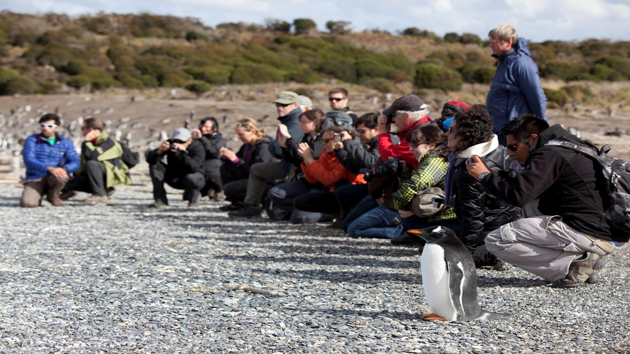 Caminhe Com Pinguins Na Ilha Martillo
 foto 4