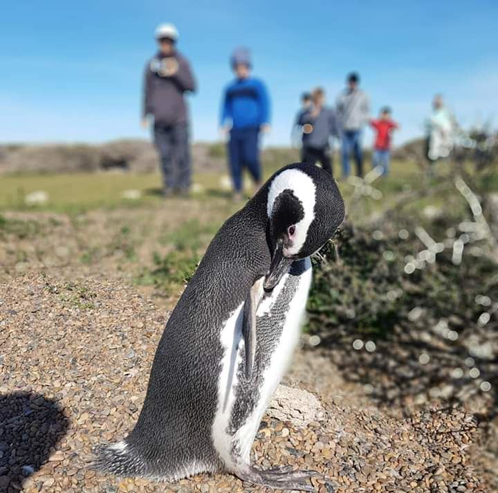 Private Excursion To Penguin Colony In Punta Tombo foto 2