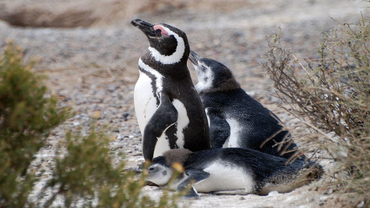 Private Excursion To Penguin Colony In Punta Tombo foto 5