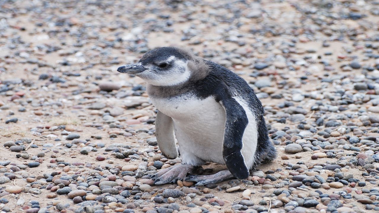 Private Excursion To Penguin Colony In Punta Tombo foto 3