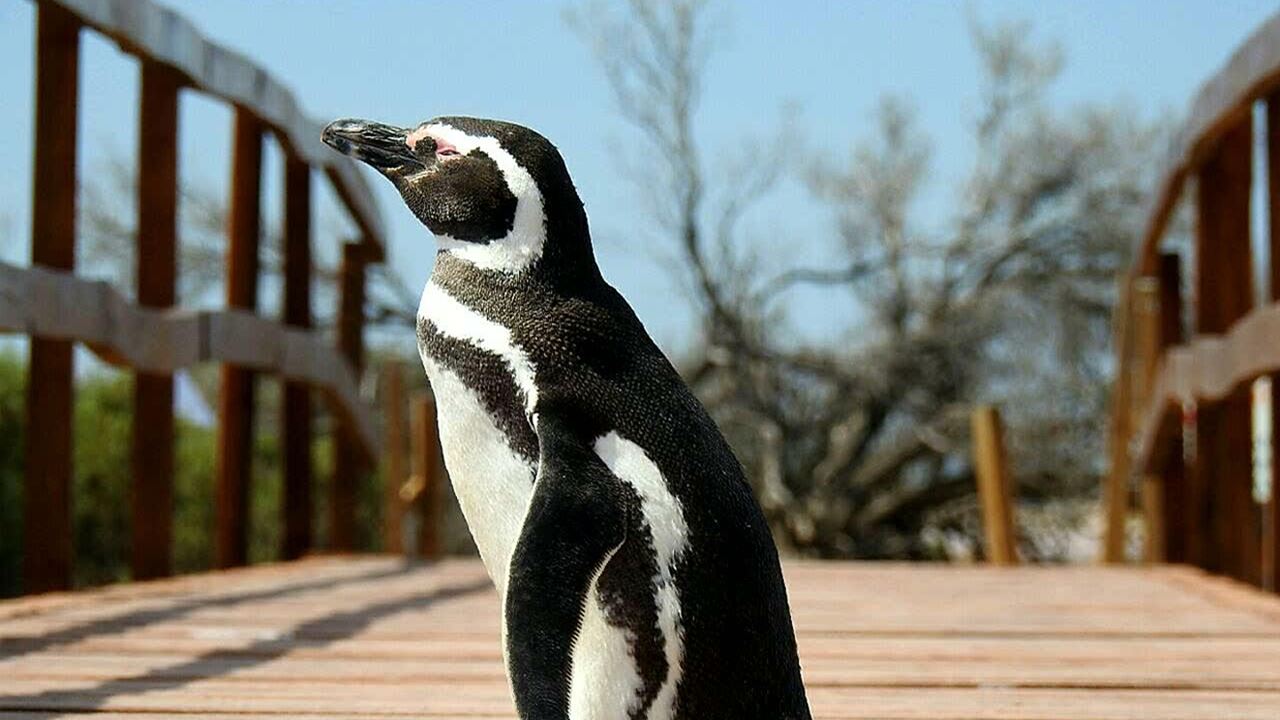 Private Excursion To Penguin Colony In Punta Tombo foto 6