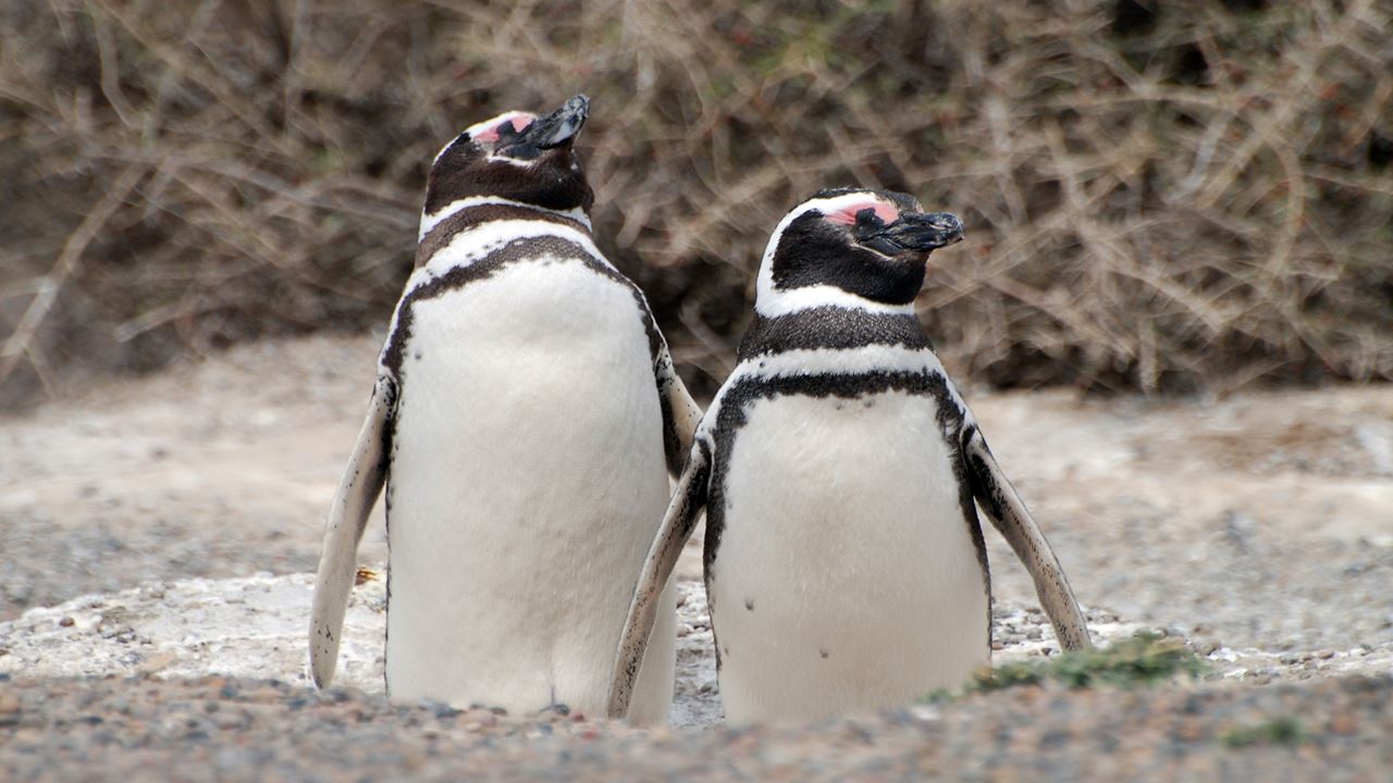 Private Excursion To Penguin Colony In Punta Tombo foto 4