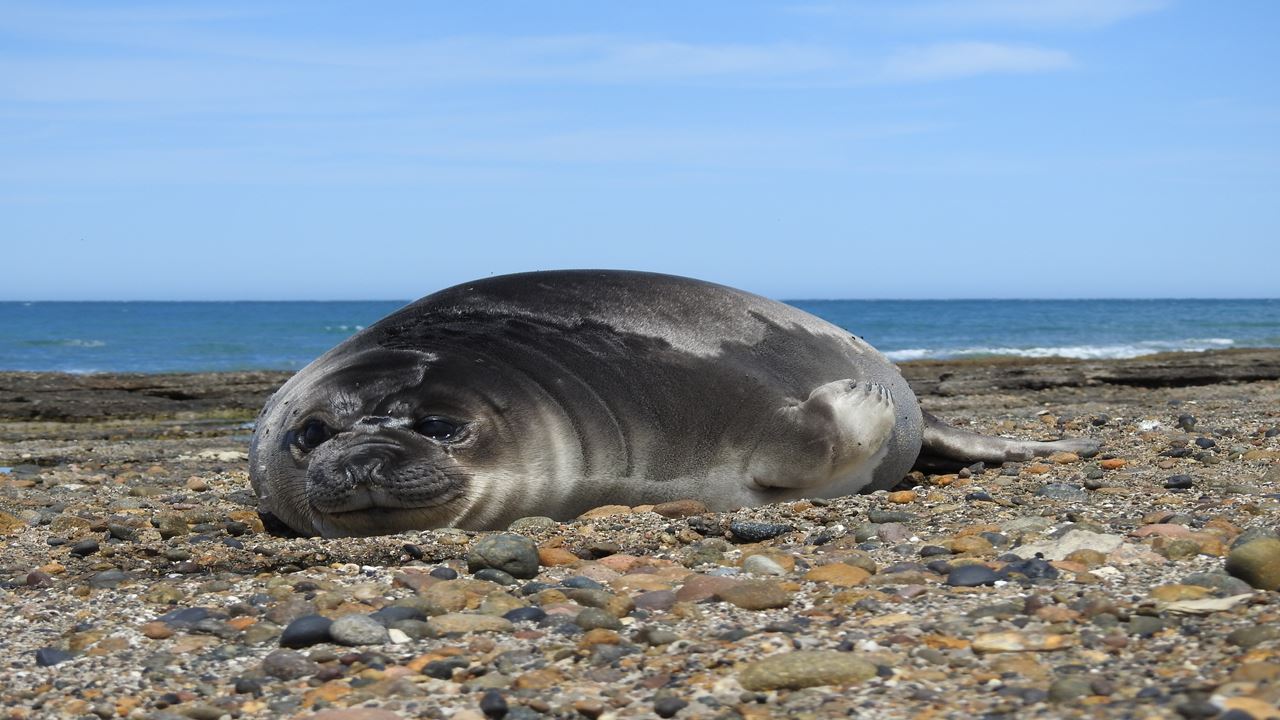Punta Tombo Tour With Isla Escondida In Puerto Madryn foto 6