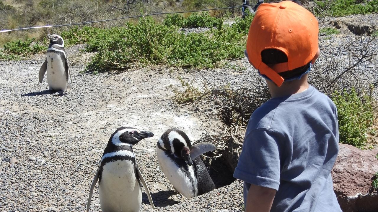 Punta Tombo Tour With Isla Escondida In Puerto Madryn foto 8