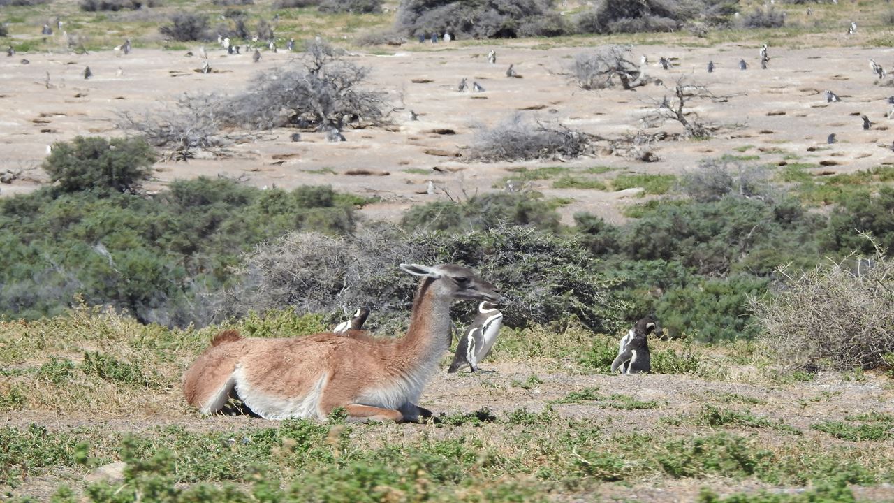 Punta Tombo Tour With Isla Escondida In Puerto Madryn foto 10