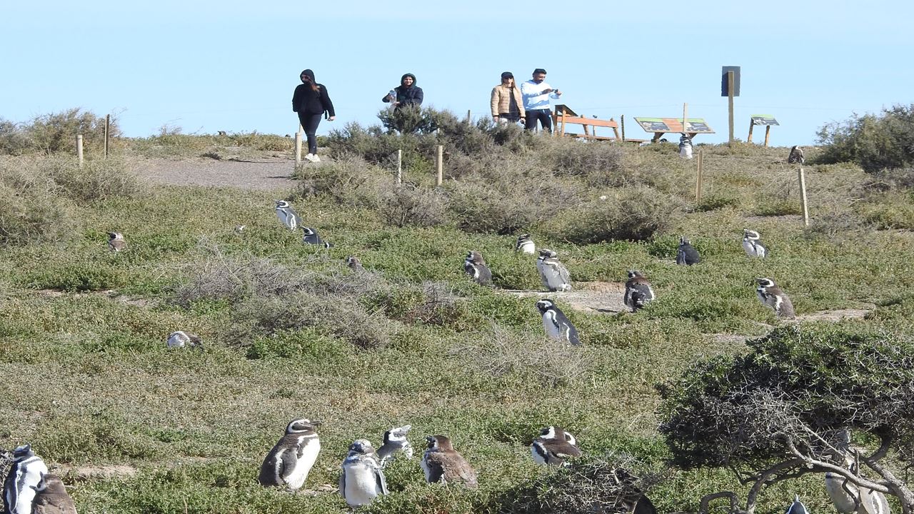 Punta Tombo Tour With Isla Escondida In Puerto Madryn foto 5