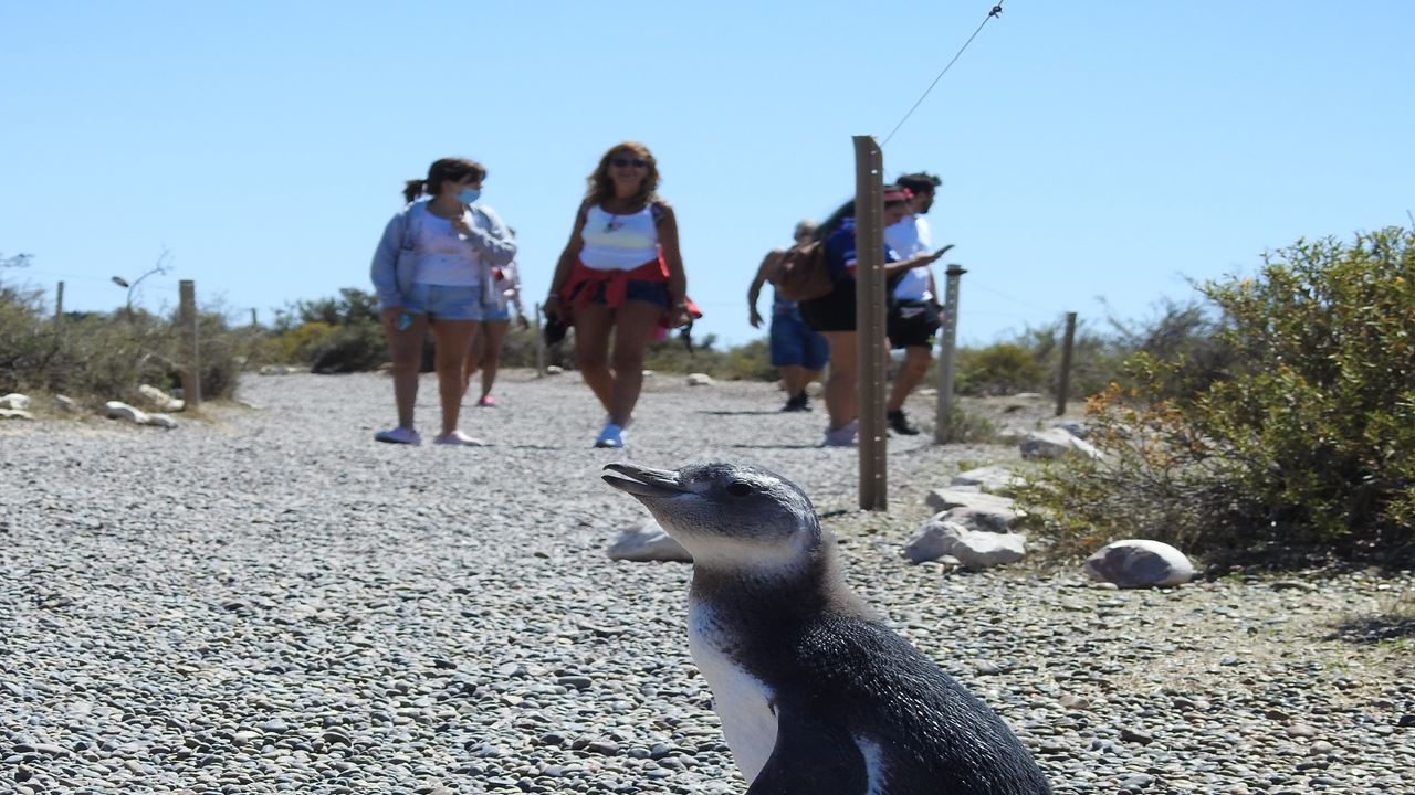 Excursion To Punta Tombo In Puerto Madryn For Cruise Passengers foto 3
