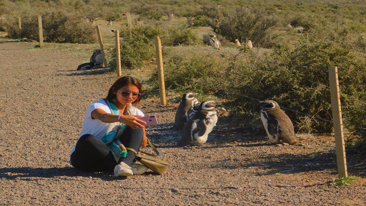 Excursion To Punta Tombo In Puerto Madryn For Cruise Passengers foto 4