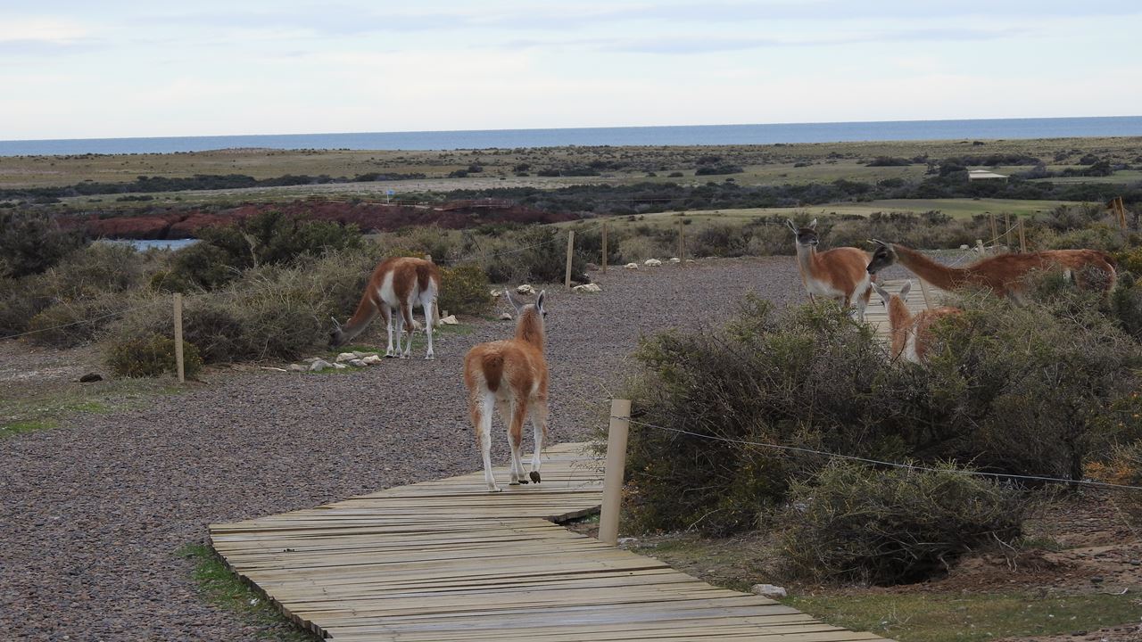 Excursion To Punta Tombo In Puerto Madryn For Cruise Passengers foto 2